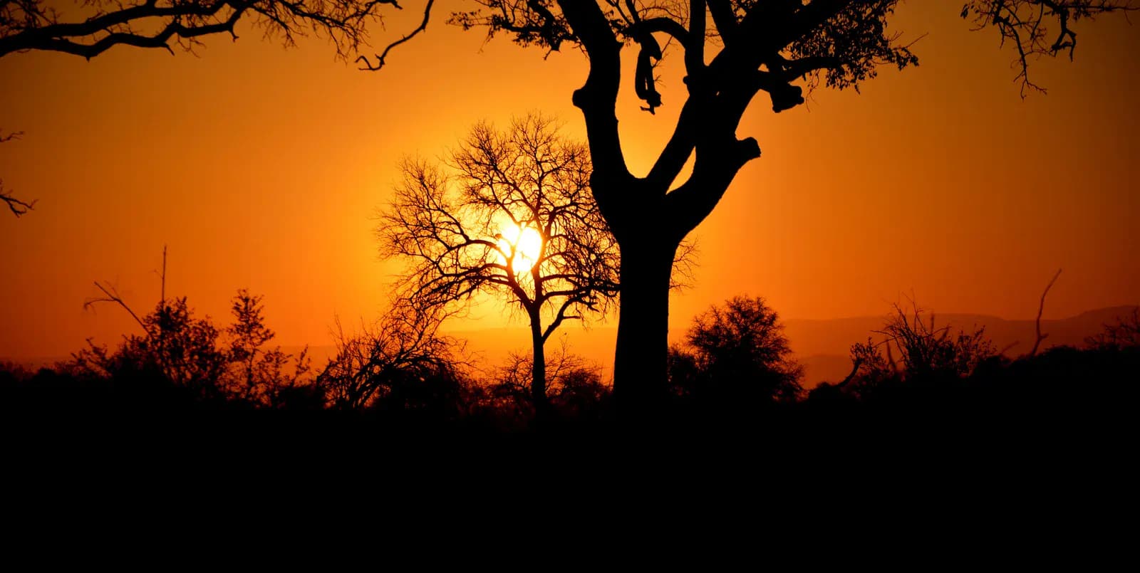 Kruger National Park Safari